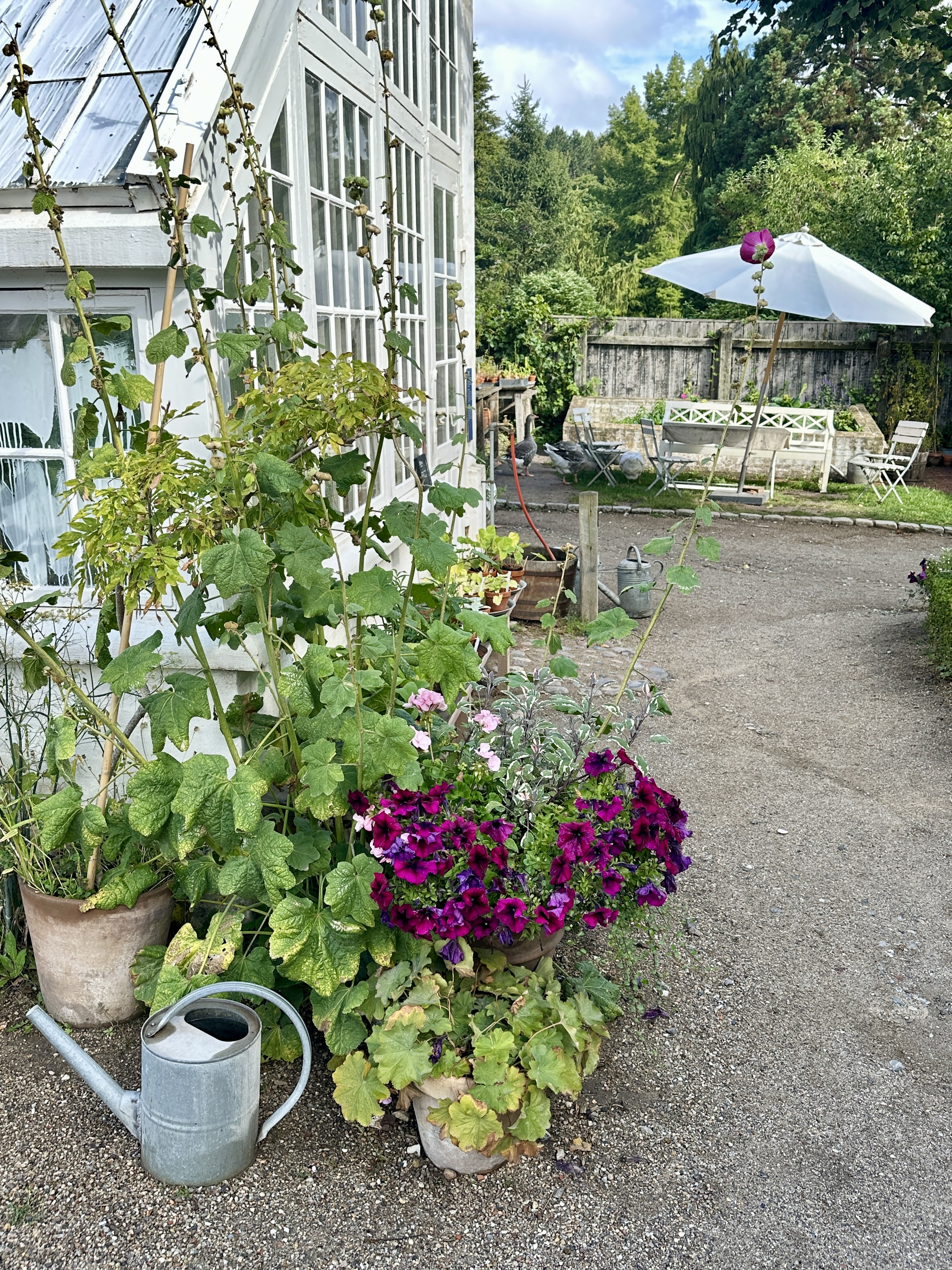 Planter ved drivhus