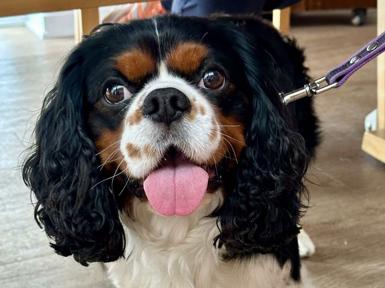 Hund